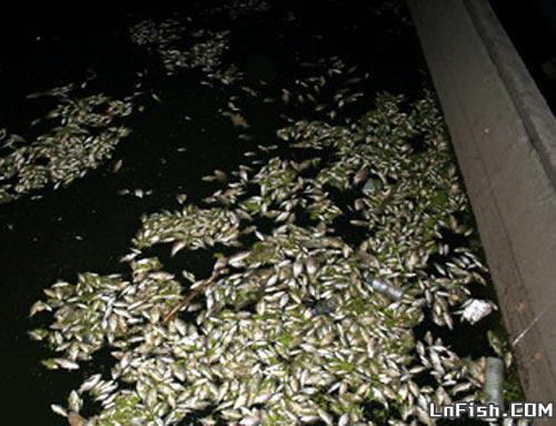葫芦岛五里河再现大量死鱼 不排除企业偷排污水