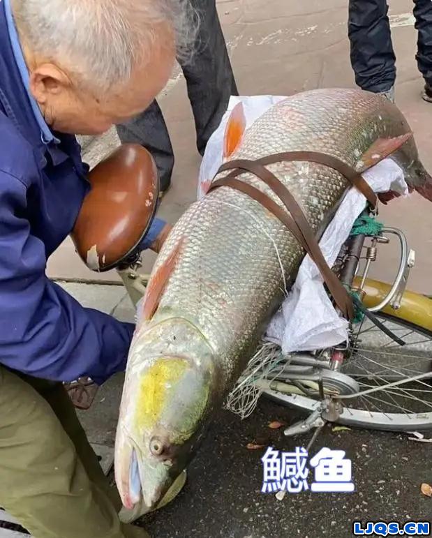 长江禁渔后鱤鱼数量大增，专家坐不住了：呼吁推行泥鳅钓鱼